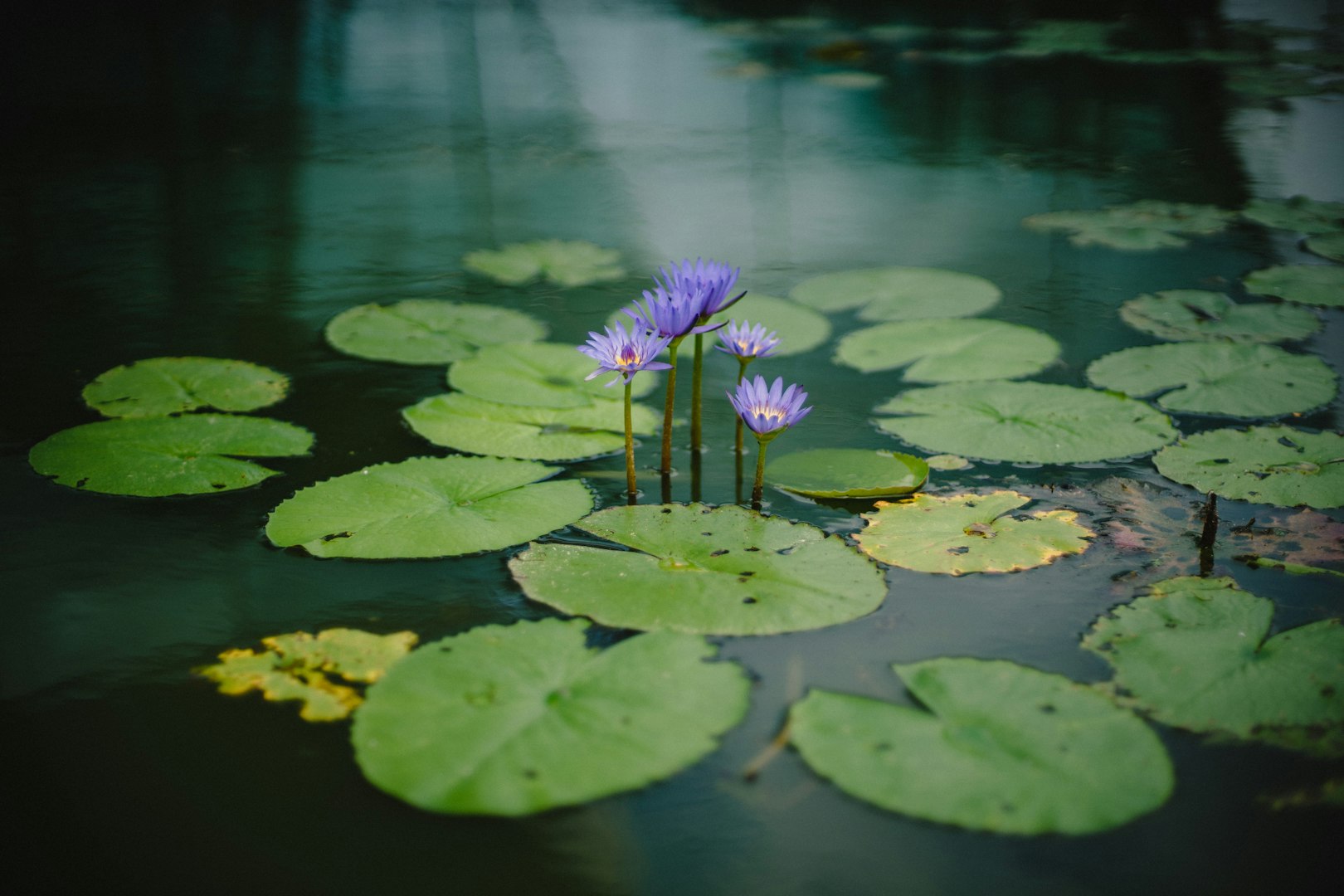 School of freshwater fish swimming beneath the water surface in a peaceful natural pond.